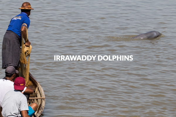 Irrawaddy Dolphins Sagaing Region